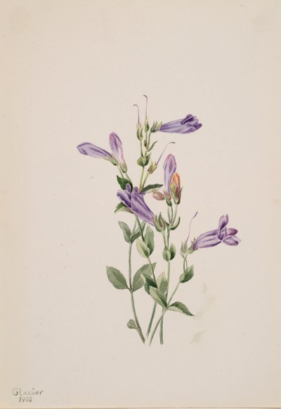 Penstemon Penstimon fruiticosus, 1903 von Mary Vaux Walcott