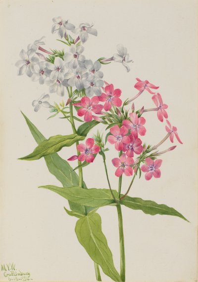Stauden-Phlox Phlox paniculata, 1934 von Mary Vaux Walcott