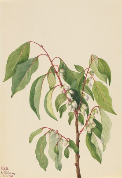 Kaki Diospyros virginiana, 1932 von Mary Vaux Walcott