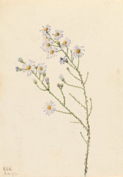 Pineland Aster Aster squarrosus, 1922 von Mary Vaux Walcott