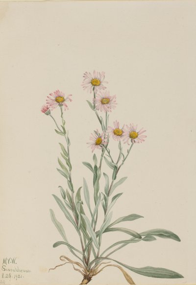 Rosa Berufkraut Erigeron caespitosus, 1921 von Mary Vaux Walcott