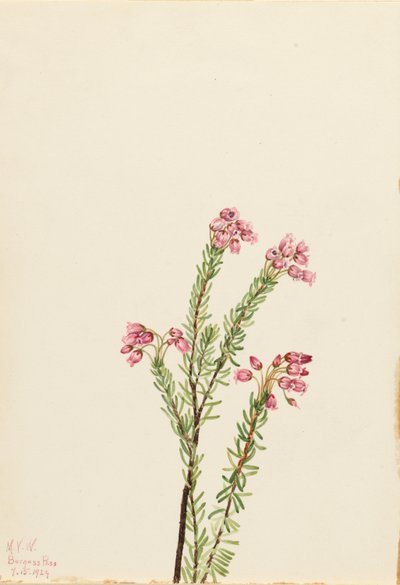 Rosa Bergheide (Phyllodoce empetriformis) von Mary Vaux Walcott