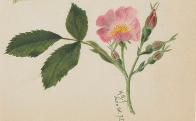 Rosa Rose, 1875 von Mary Vaux Walcott