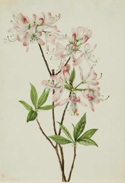 Rosa Azalee (Azalea vaseyi) von Mary Vaux Walcott