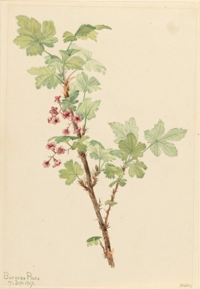 Stachelige Johannisbeere (Ribes lacustre) von Mary Vaux Walcott