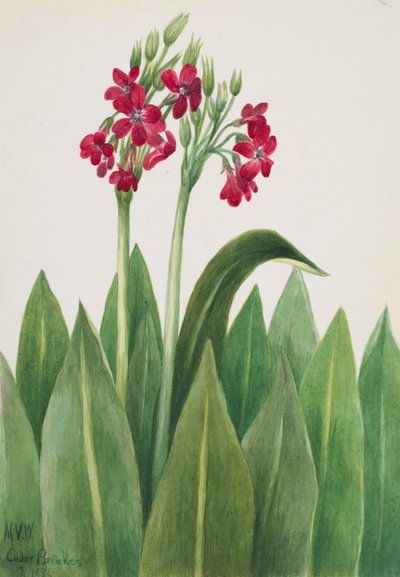 Primel Primula parryi, 1938 von Mary Vaux Walcott