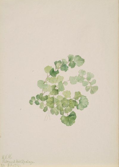 Puccoon Lithospermum ruderale, 1923 von Mary Vaux Walcott