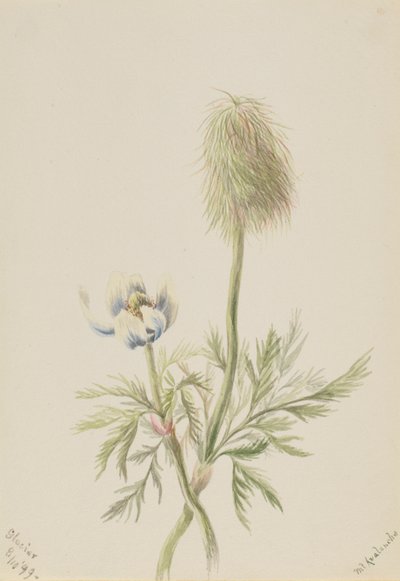 Pulsatilla occidentalis von Mary Vaux Walcott