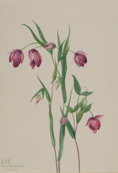 Lila Feenlaterne (Calochortus anoenum) von Mary Vaux Walcott