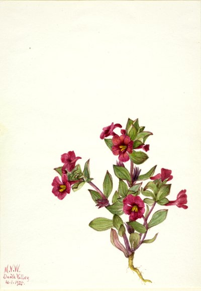 Lila Affenblume Mimulus bigelovii, 1935 von Mary Vaux Walcott
