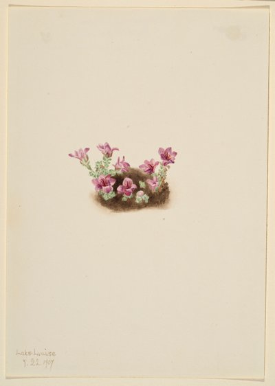 Purpur-Steinbrech (Saxifrage oppositifolia) von Mary Vaux Walcott