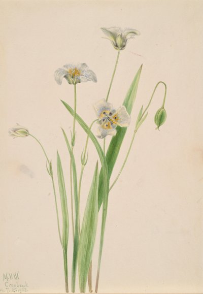 Pussy-ears Calochortus elegans, 1923 von Mary Vaux Walcott