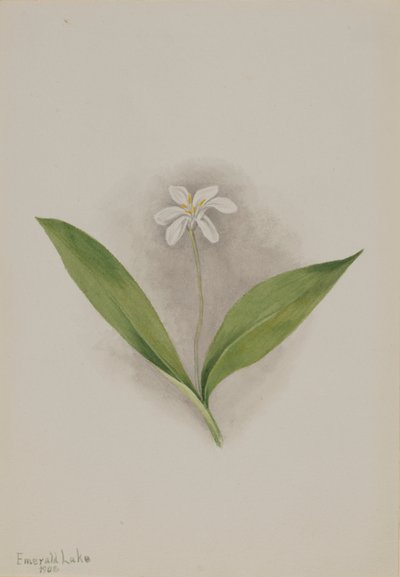 Queencup (Clintonia uniflora) von Mary Vaux Walcott