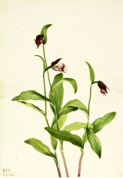 Widderkopf-Frauenschuh Cypripedium arietinum, 1924 von Mary Vaux Walcott