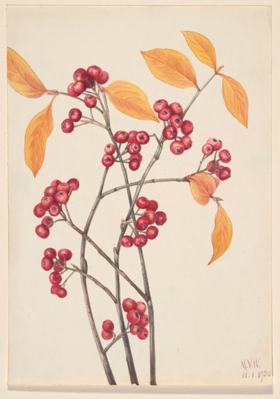 Rote Apfelbeere Aronia arbutifolia, 1920 von Mary Vaux Walcott