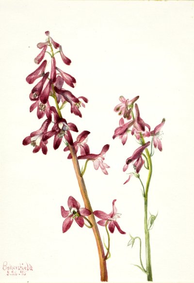 Roter Rittersporn (Delphinium nudicale) von Mary Vaux Walcott