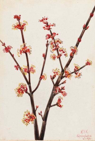 Roter Ahorn (Acer rubrum) von Mary Vaux Walcott