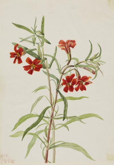 Rote Affenblume (Diplaucus puniceus) von Mary Vaux Walcott