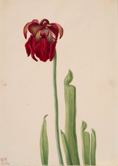 Roter Schlauchpflanze Sarracenia jonesii, 1930 von Mary Vaux Walcott