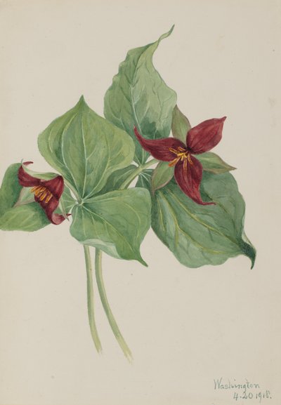 Rotes Trillium Trillium erectum, 1918 von Mary Vaux Walcott