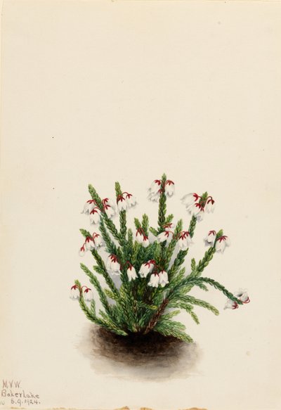 Rocky Mountain Cassiope (Cassiope mertensiana) von Mary Vaux Walcott