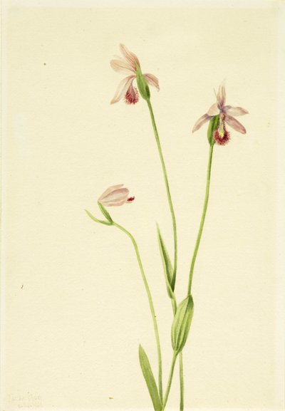 Rose Pogonia Pogonia ophioglossoides von Mary Vaux Walcott