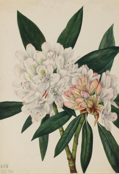 Rhododendron maximum von Mary Vaux Walcott