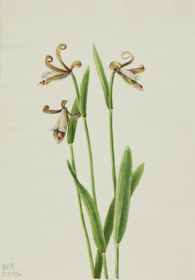 Knabenkraut (Pogonia divaricata) von Mary Vaux Walcott