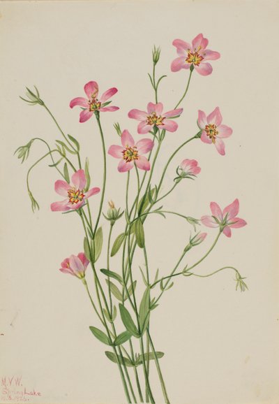 Salzwiesen-Rosenwurz (Sabbatia stellaris) von Mary Vaux Walcott