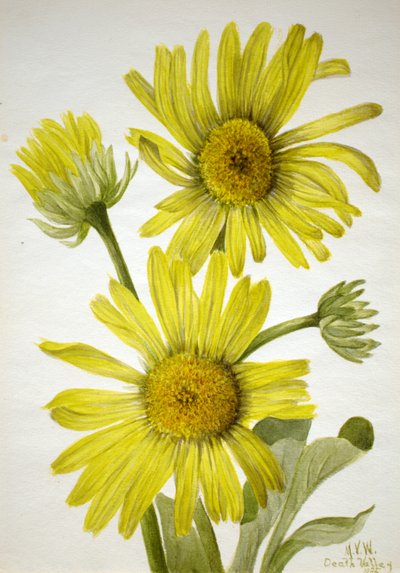 Satinblatt-Goldkopf Enceliopsis covillei, 1935 von Mary Vaux Walcott