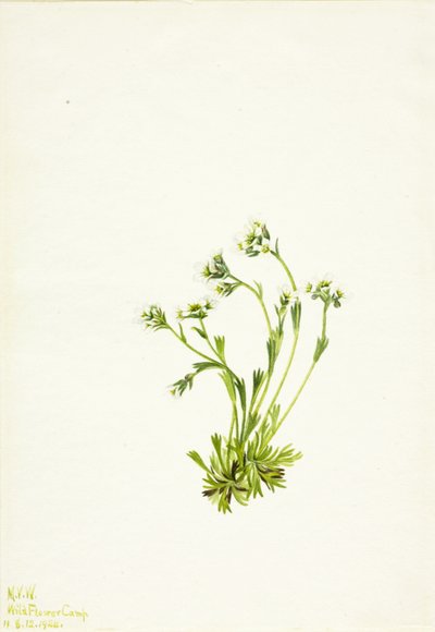 Saxifrage Saxifraga caespitosa von Mary Vaux Walcott