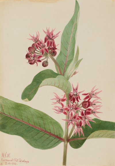 Prachtige Seidenpflanze Asclepias speciosa, 1923 von Mary Vaux Walcott