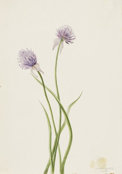 Sibirische Zwiebel Allium sibericum, 1903 von Mary Vaux Walcott