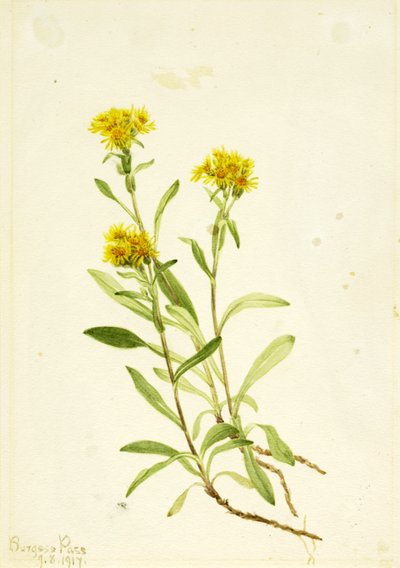 Damensattel Goldrute, 1917 von Mary Vaux Walcott