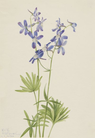 Schlanker Rittersporn Delphinium depauperatum, 1924 von Mary Vaux Walcott