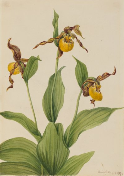 Kleine Gelbe Frauenschuh (Cypripedium parviflorum) von Mary Vaux Walcott