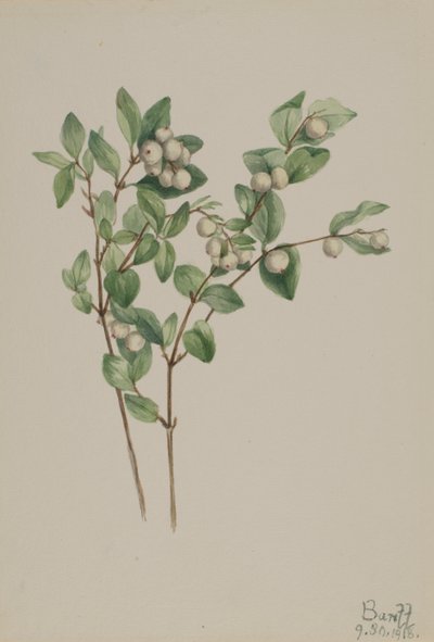 Schneebeere Symphoricarpos albus, 1918 von Mary Vaux Walcott