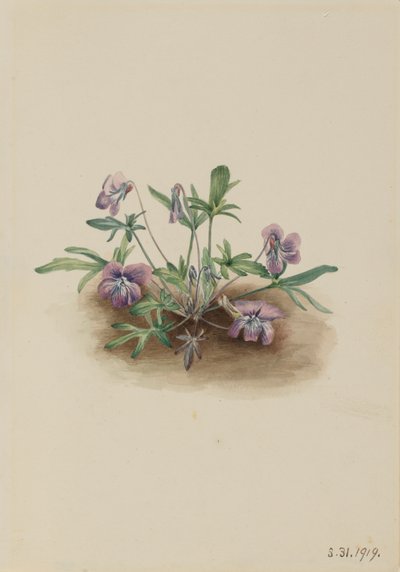 Südliche Küstenveilchen Viola septemloba, 1919 von Mary Vaux Walcott