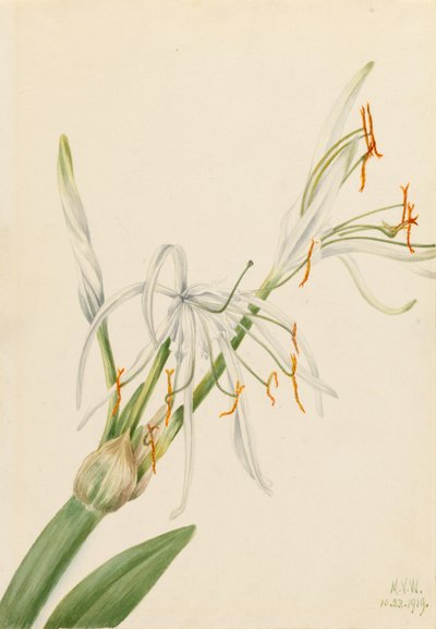 Spinnenlilie (Hymenocallis rotata) von Mary Vaux Walcott