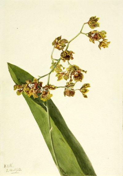 Geflecktes Cyrtopodium von Mary Vaux Walcott