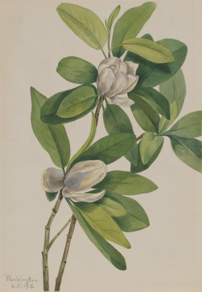Sumpf-Magnolie (Magnolia virginiana) von Mary Vaux Walcott