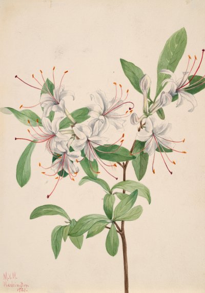 Süße Azalee Azalea arborescens, 1921 von Mary Vaux Walcott