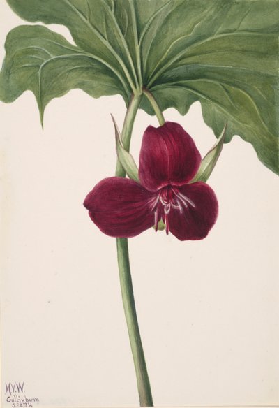 Süßes Trillium Trillium vasyi, 1934 von Mary Vaux Walcott