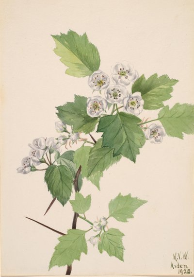 Dickicht Weißdorn Crataegus coccinea von Mary Vaux Walcott