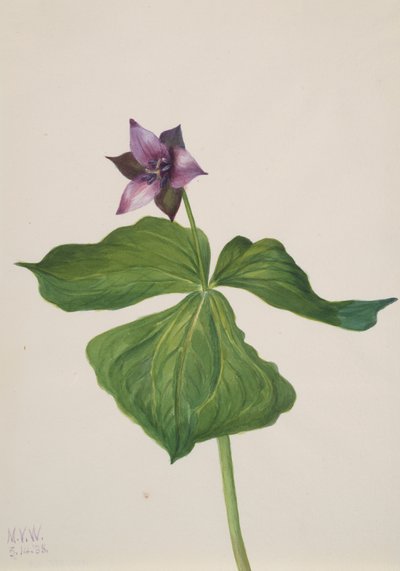 Trillium erectum, 1938 von Mary Vaux Walcott