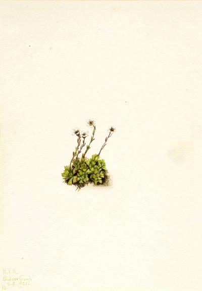 Polster-Steinbrech Saxifraga caespitosa, 1921 von Mary Vaux Walcott