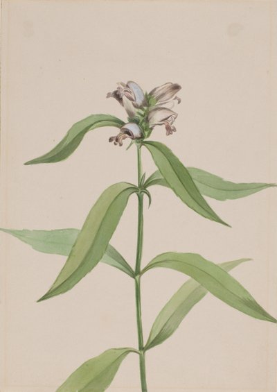 Schildkrötenkopf Chelone glabra von Mary Vaux Walcott