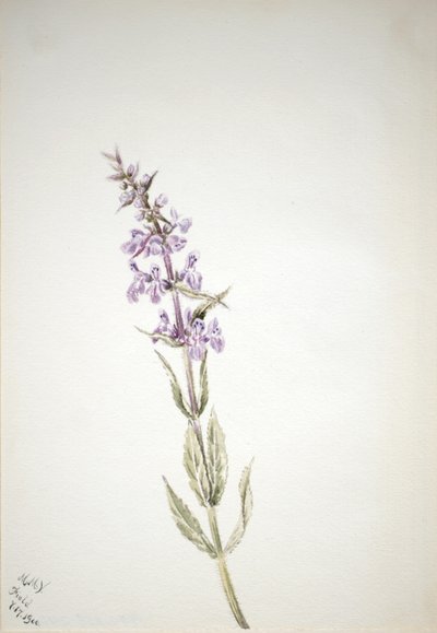 Ohne Titel - Blumenstudie von Mary Vaux Walcott