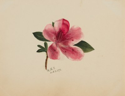 Ohne Titel--Blumenstudie, 1876 von Mary Vaux Walcott