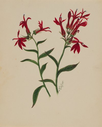 Ohne Titel - Blumenstudie von Mary Vaux Walcott